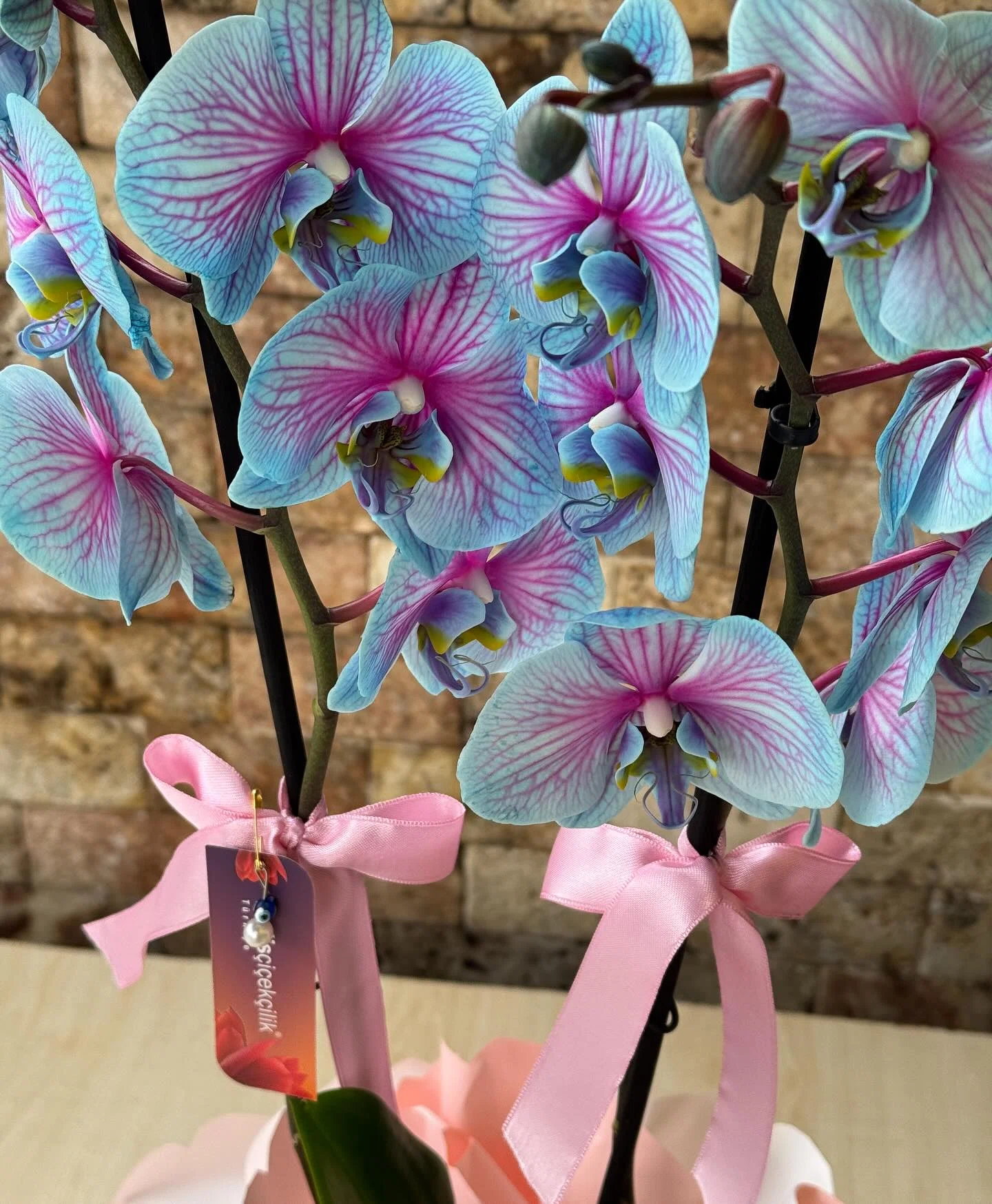 Pembe Esinti Mavi Phalaenopsis Orkide