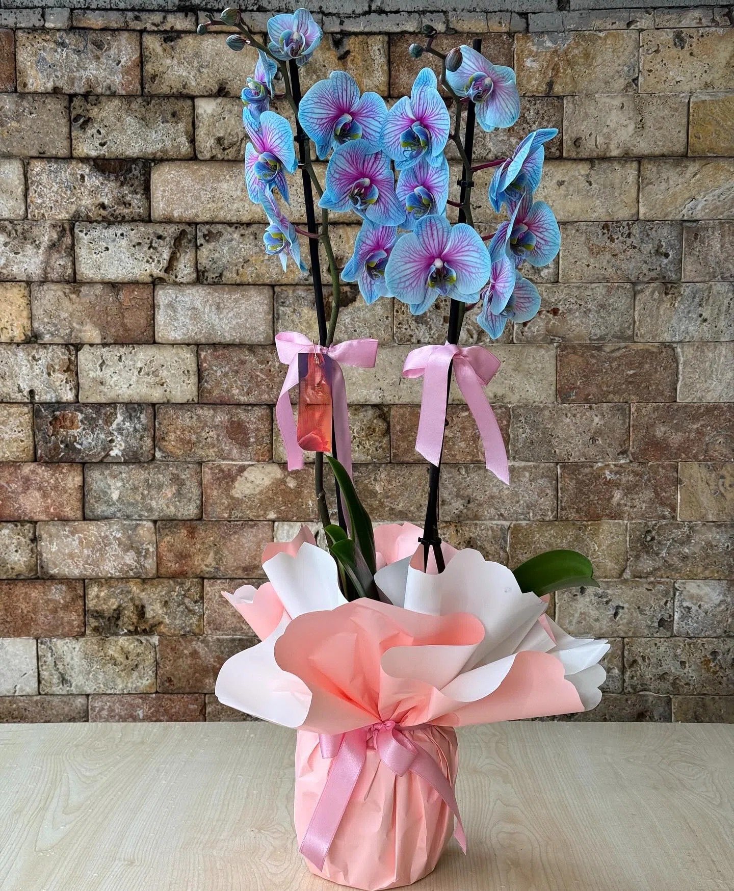 Pembe Esinti Mavi Phalaenopsis Orkide