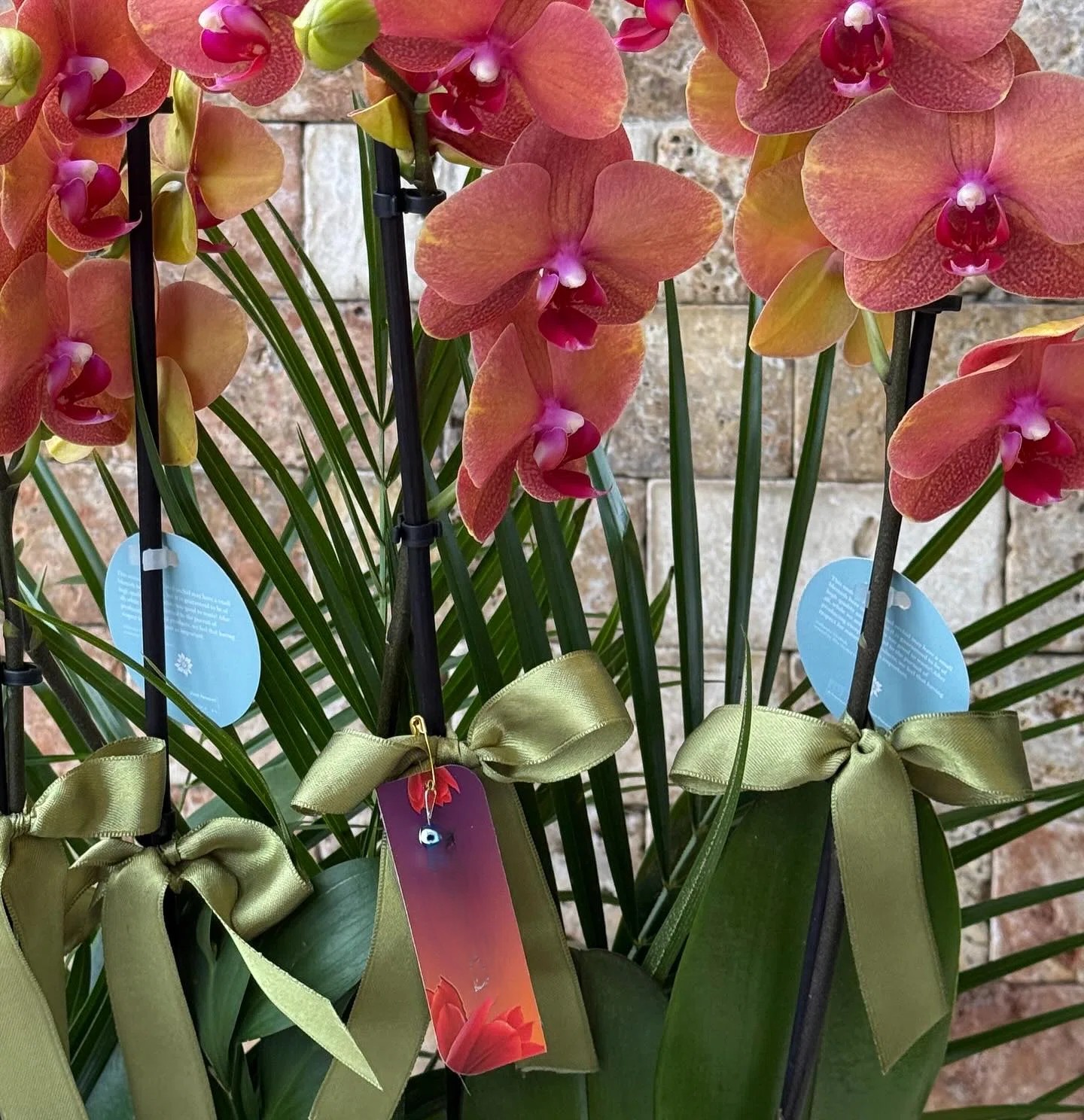 Şeftali Rüyası Phalaenopsis Orkide