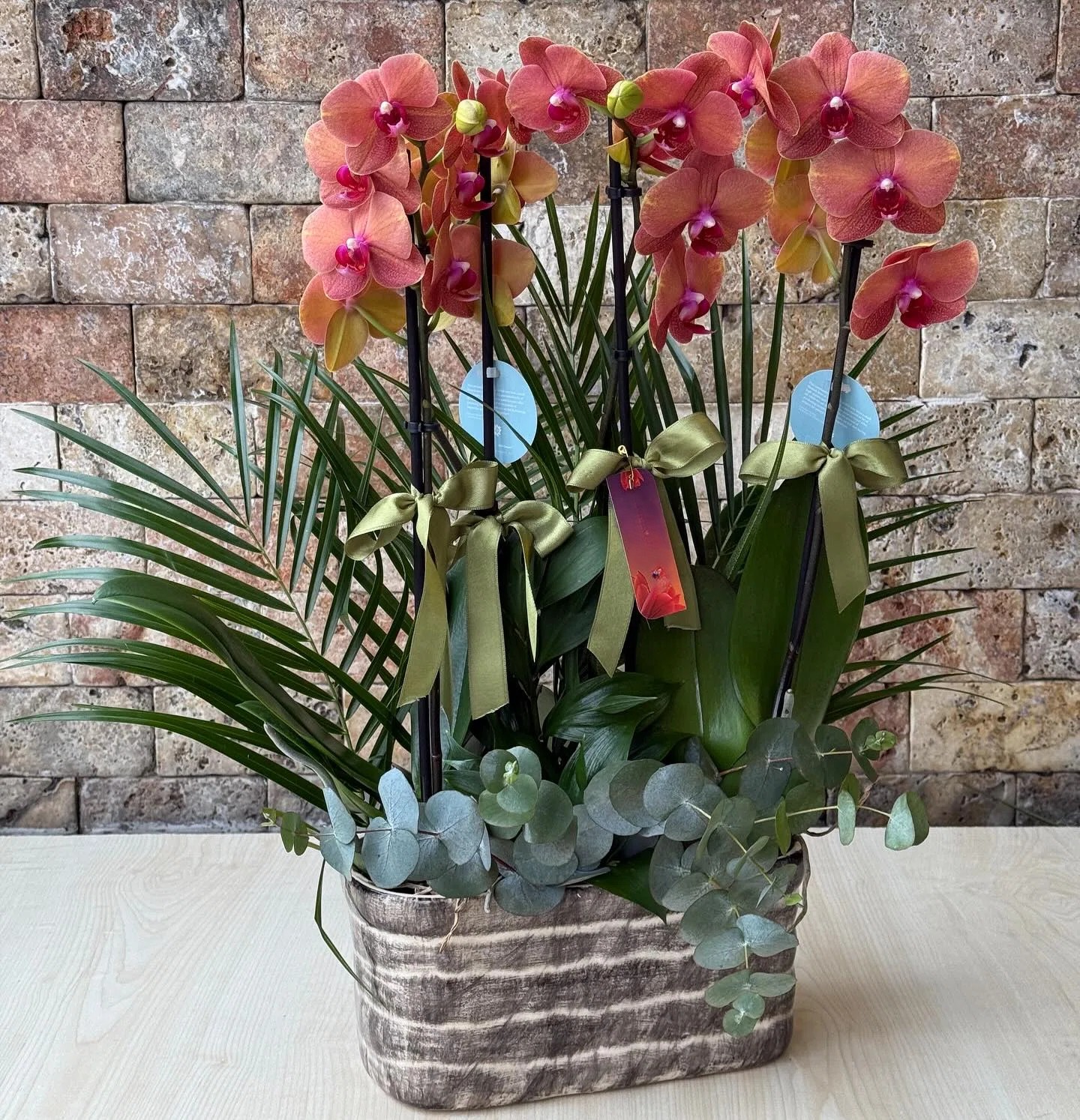 Şeftali Rüyası Phalaenopsis Orkide