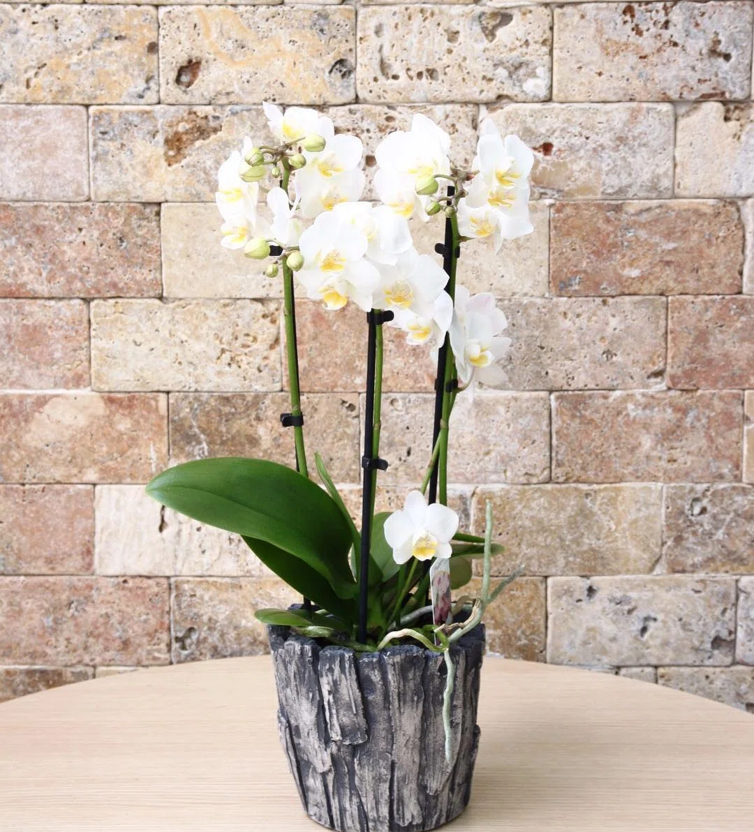 Saf Beyaz Phalaenopsis Orkide