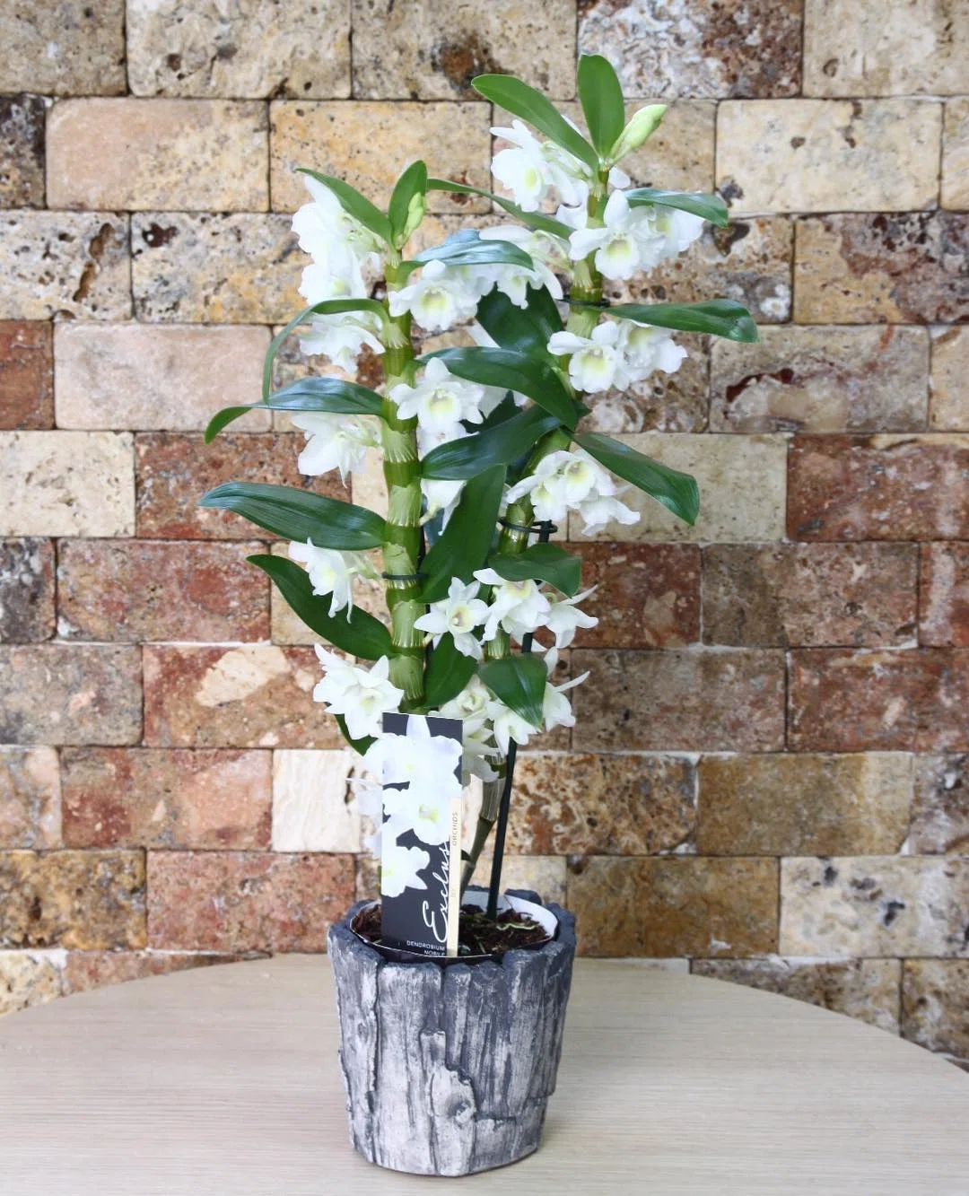 Beyaz Zarafet Dendrobium Orkide