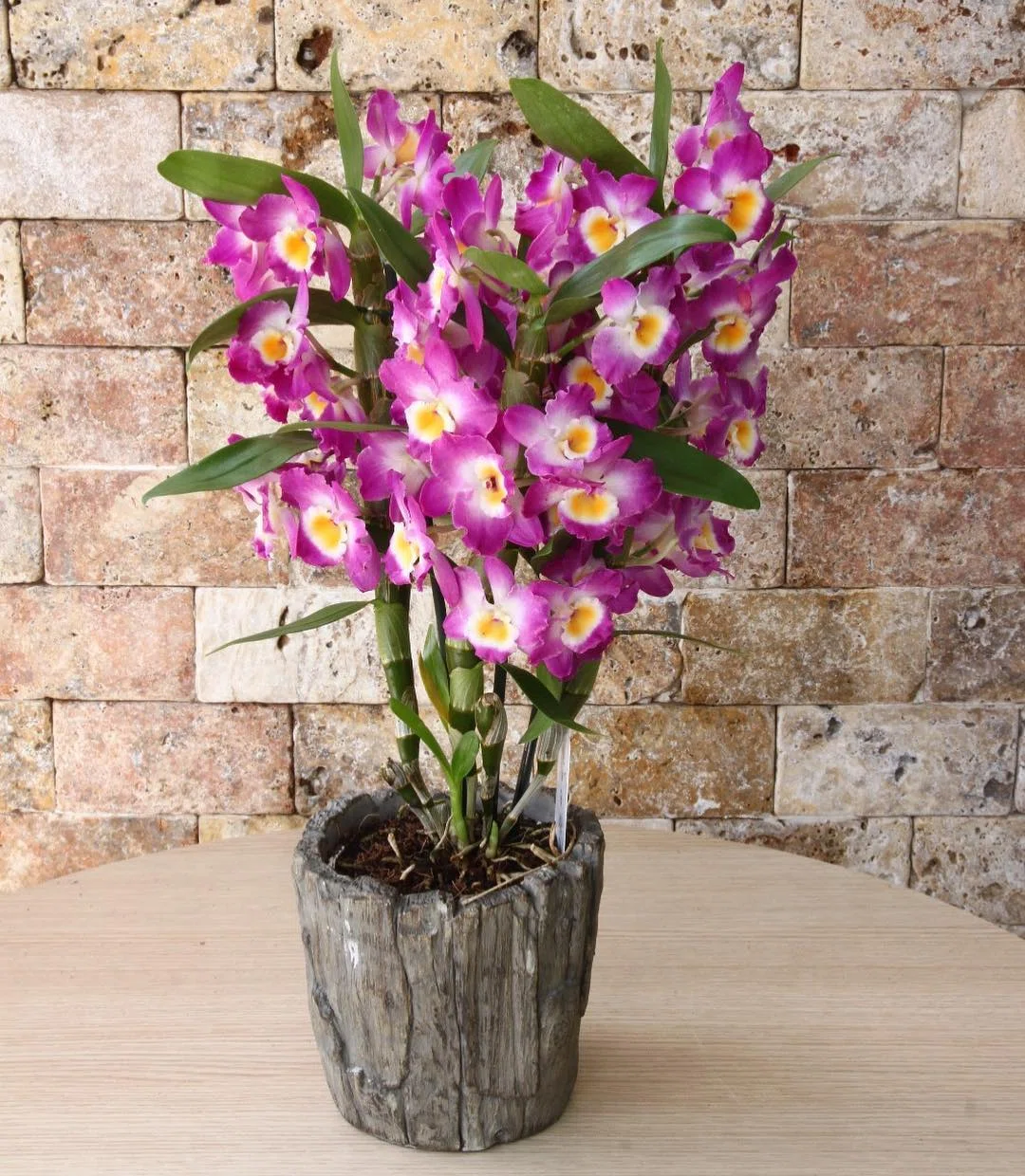 Fuşya Zarafet Dendrobium Orkide