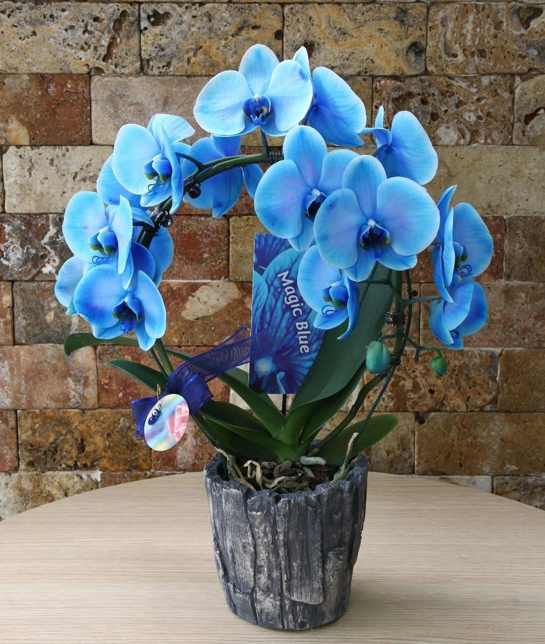 Mavi Zarafet Phalaenopsis Orkide