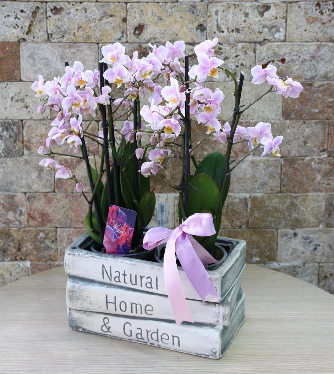 Pembe Bulut Mini Phalaenopsis Orkide Aranjmanı