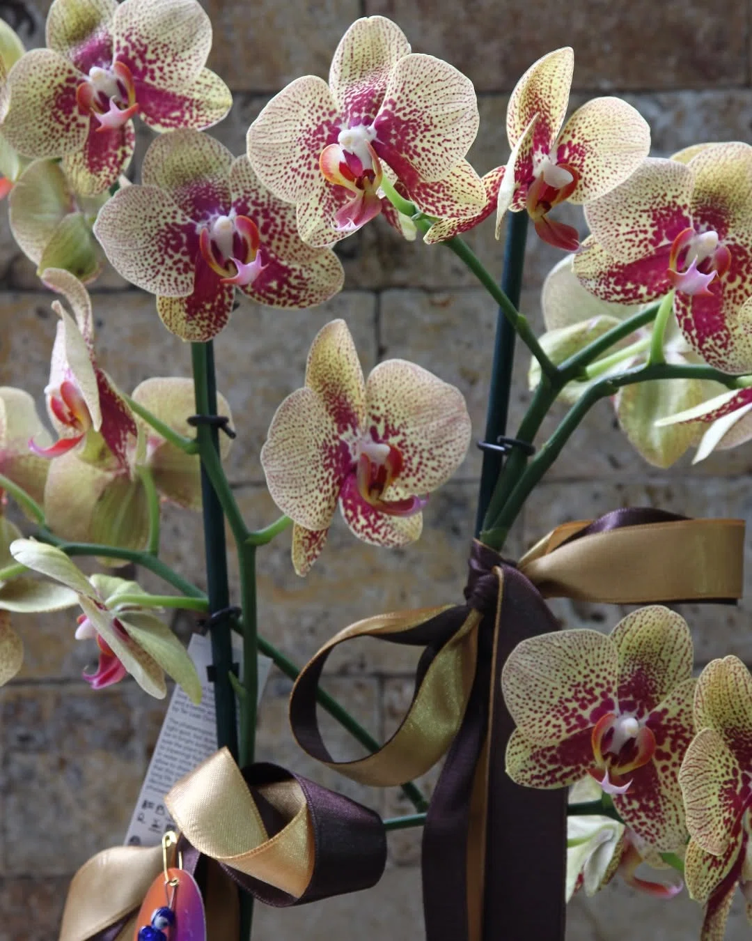 Altın Işıltı Benekli Phalaenopsis Orkide Aranjmanı