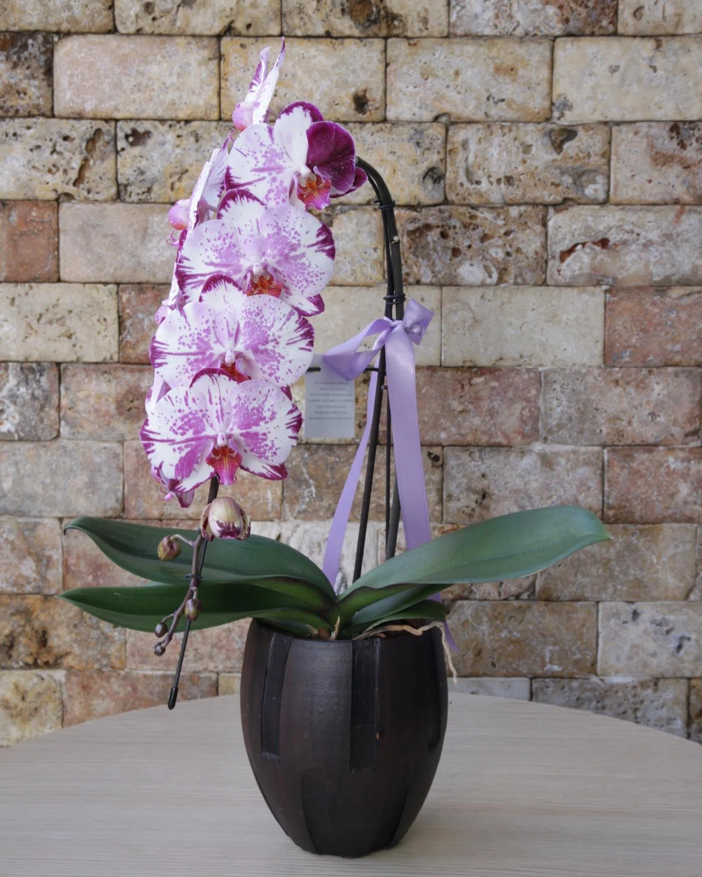Mor Benekli Phalaenopsis Orkide
