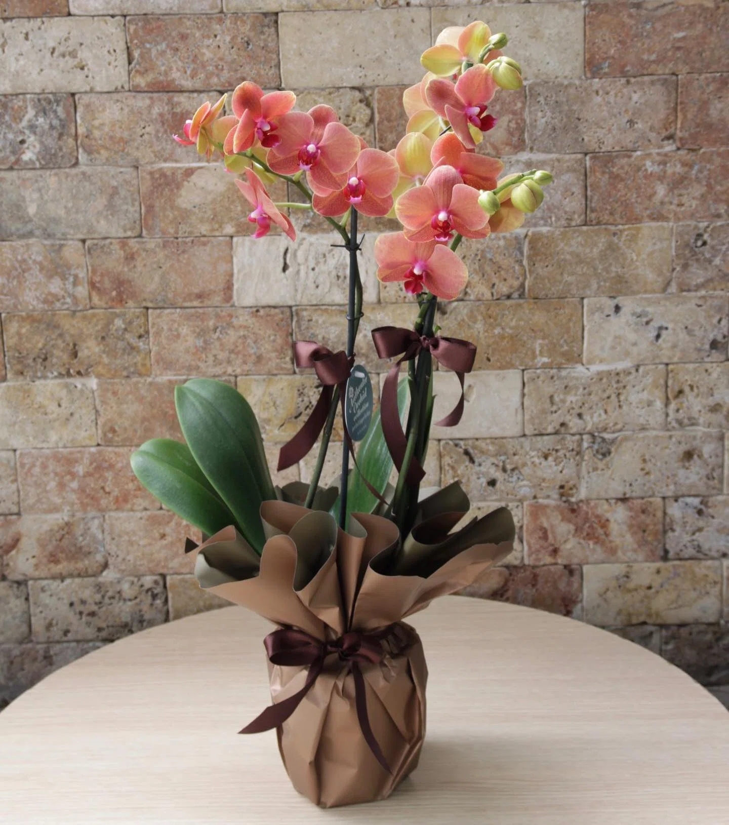 Şeftali Rüyası Çift Dal Phalaenopsis Orkide