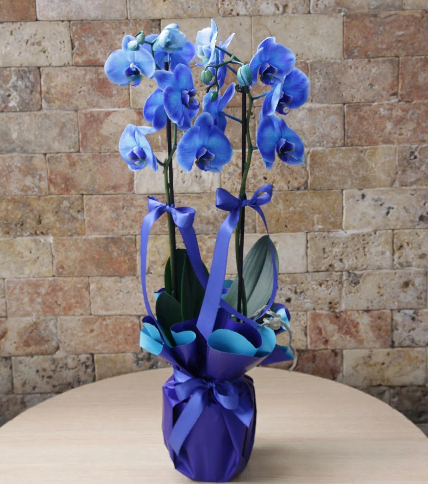 Blue Elegance Phalaenopsis Orkide