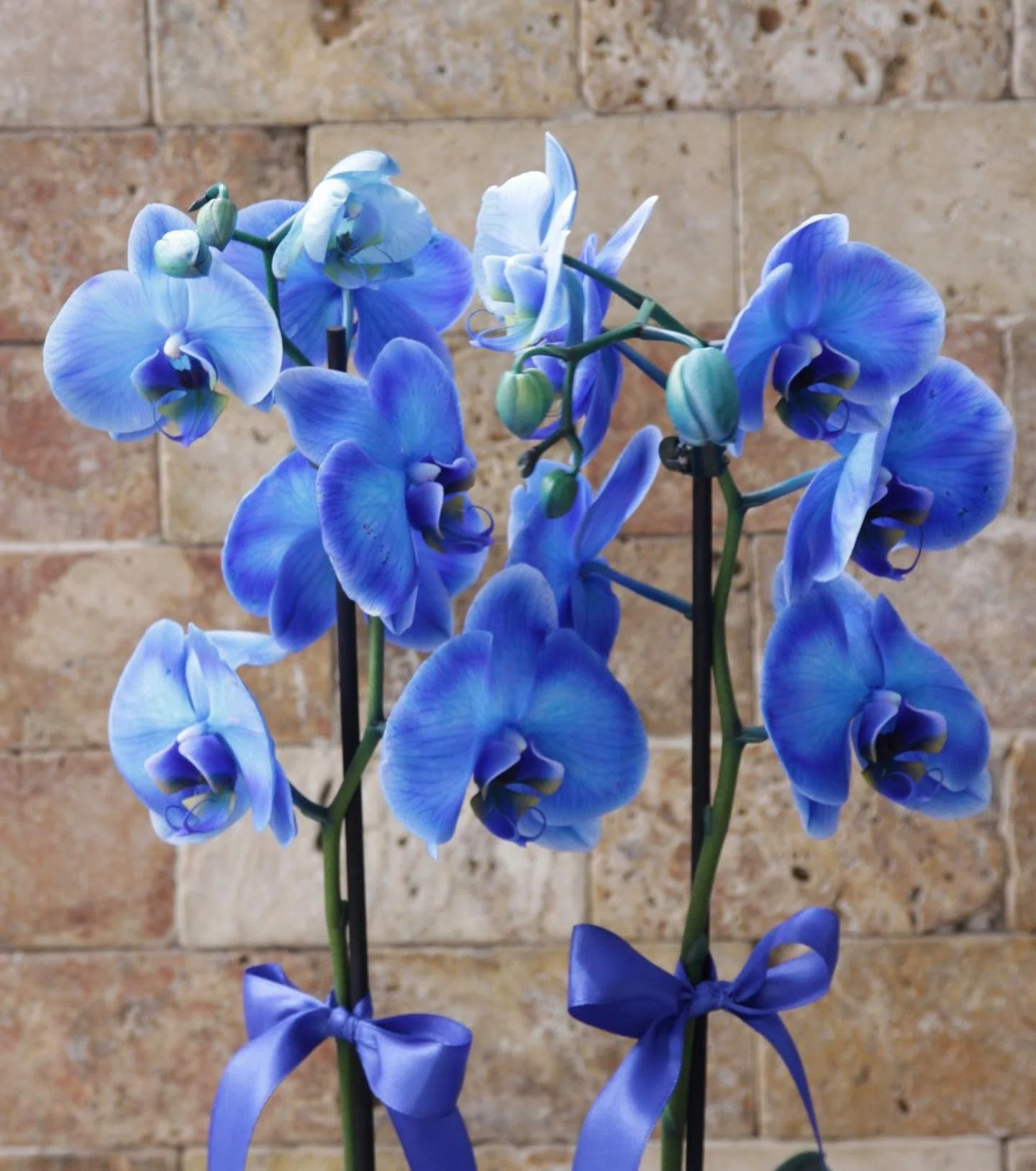Blue Elegance Phalaenopsis Orkide