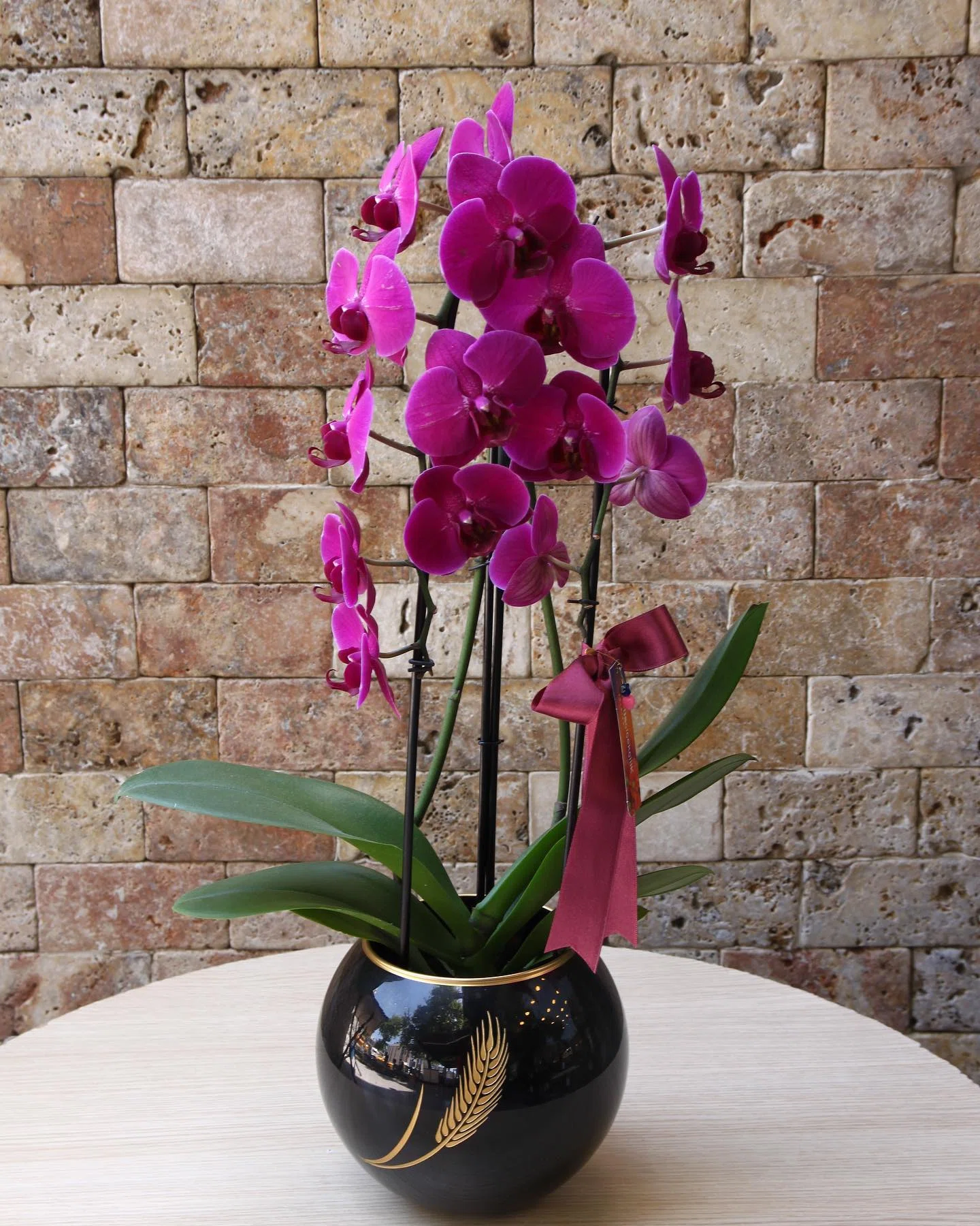 Asil Mor Phalaenopsis Orkide