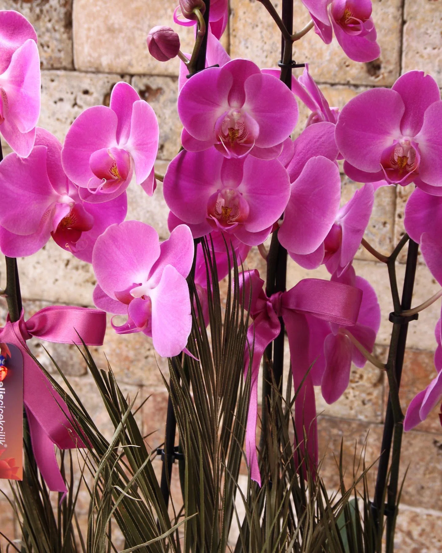 Asil Mor Phalaenopsis Orkide