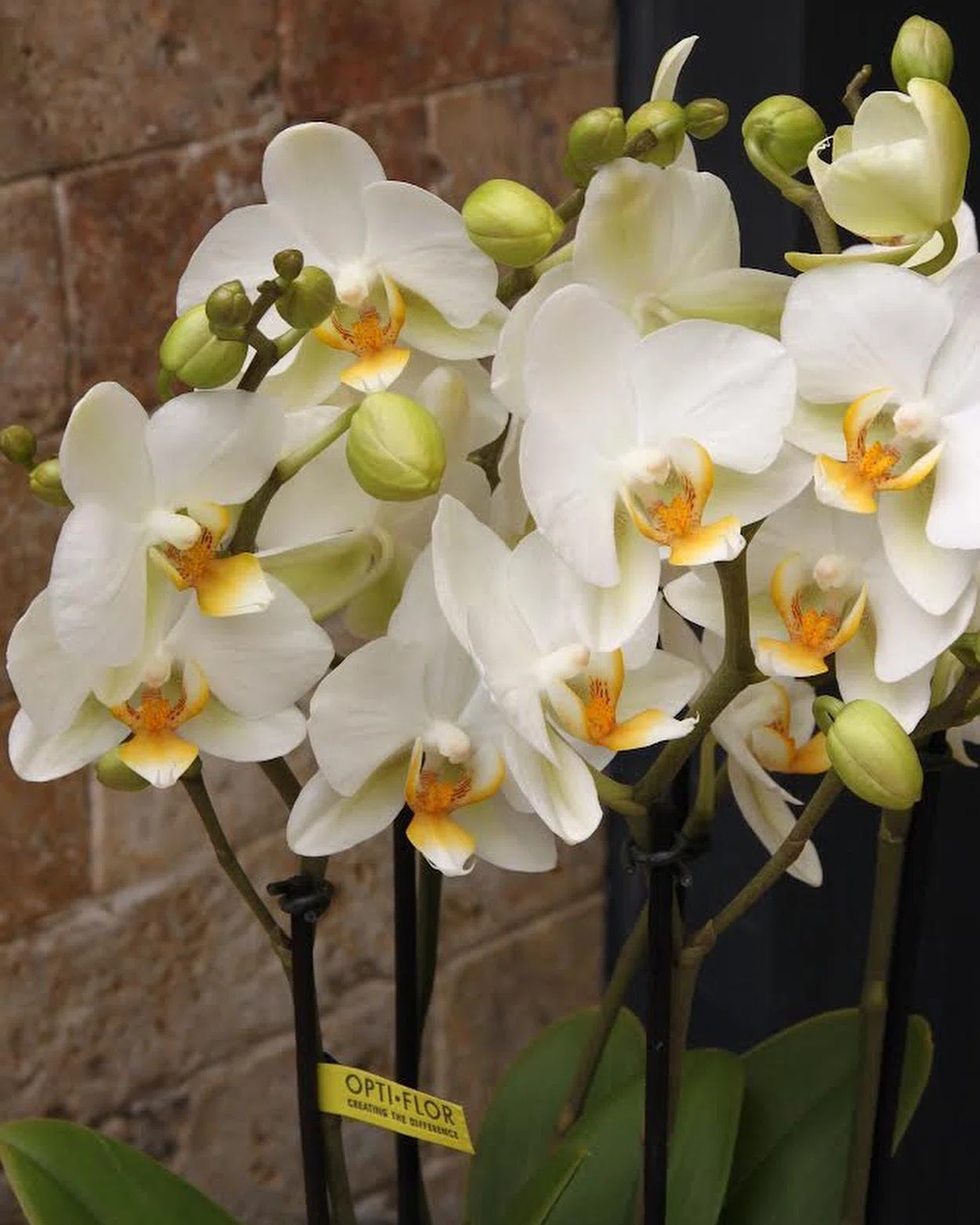 Masumiyet Işığı Phalaenopsis Orkide