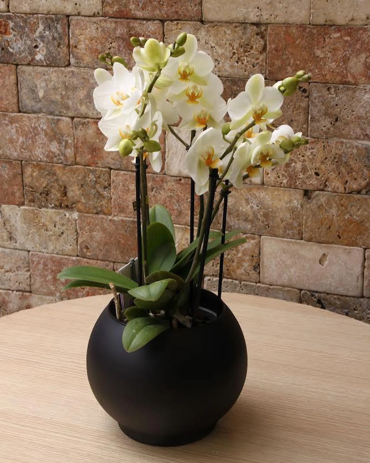 Masumiyet Işığı Phalaenopsis Orkide