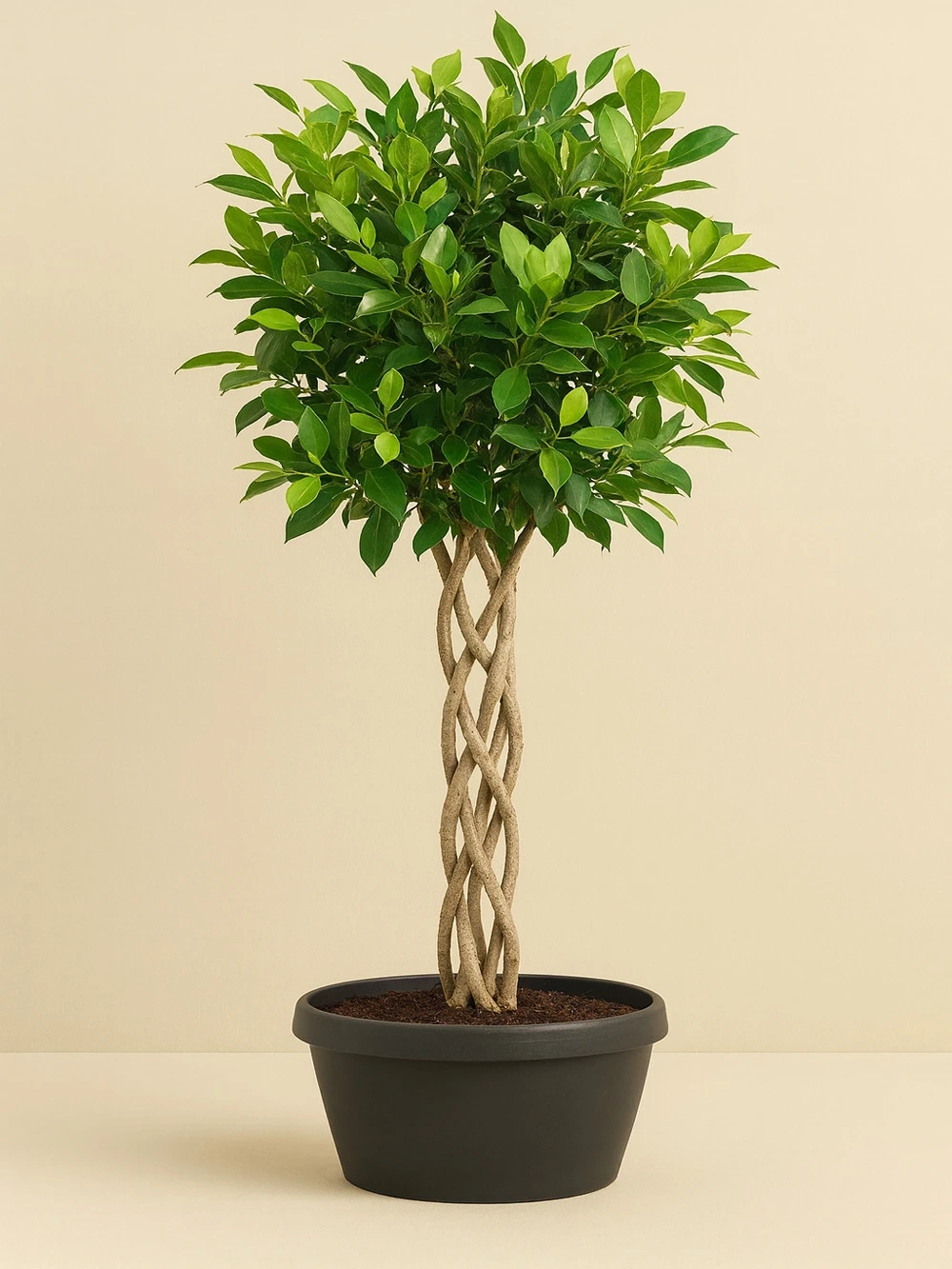 Ficus Nitida Kafes Örgü 130cm