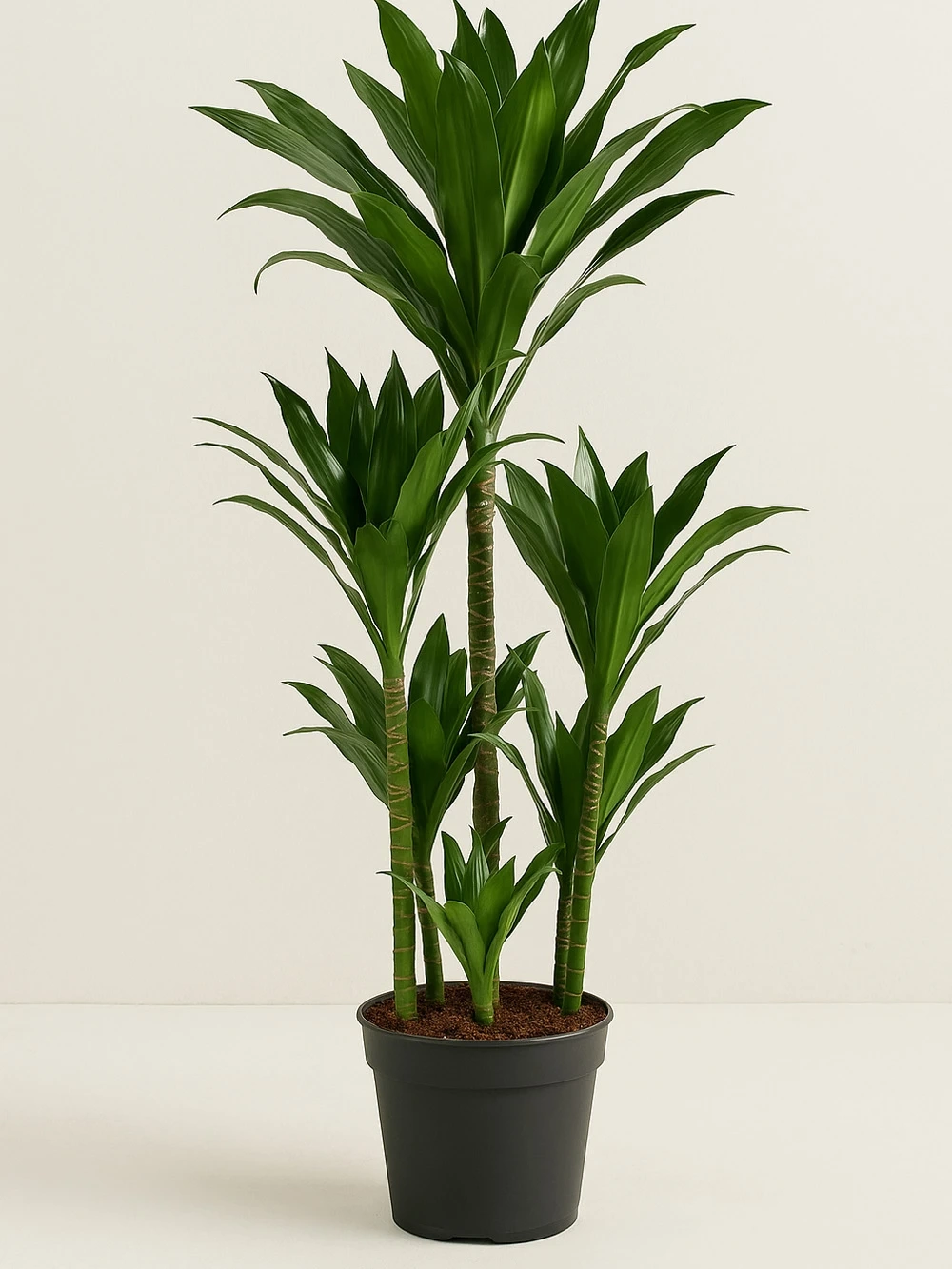 Yucca 3 Kök 130cm