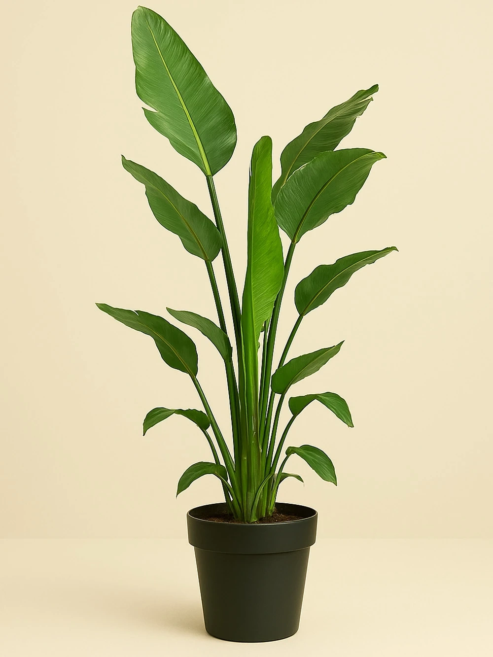 Starliçe Strelitzia Nicolai İki Kök 140cm