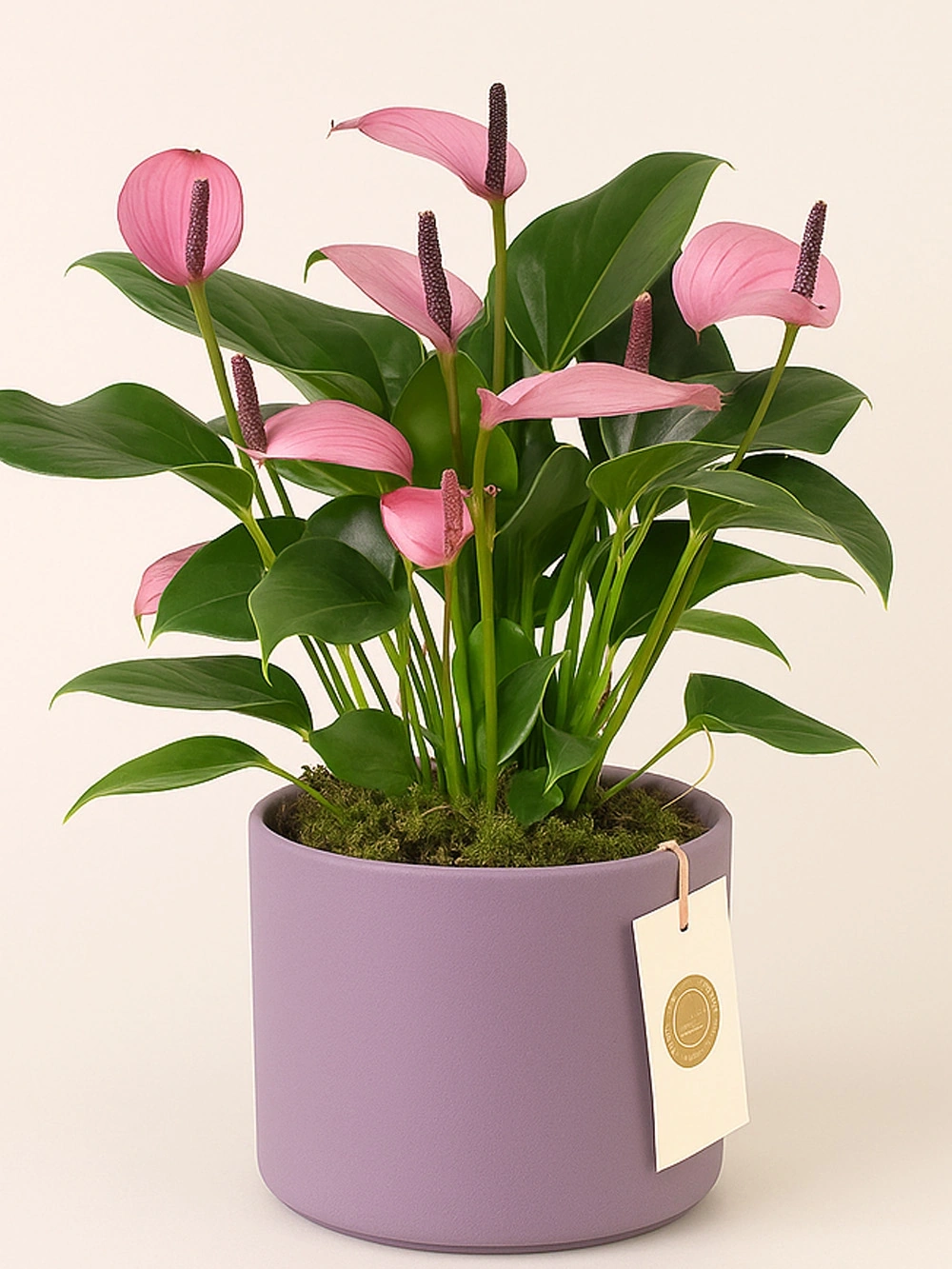 Anthurium Zizou Dekoratif Saksılı