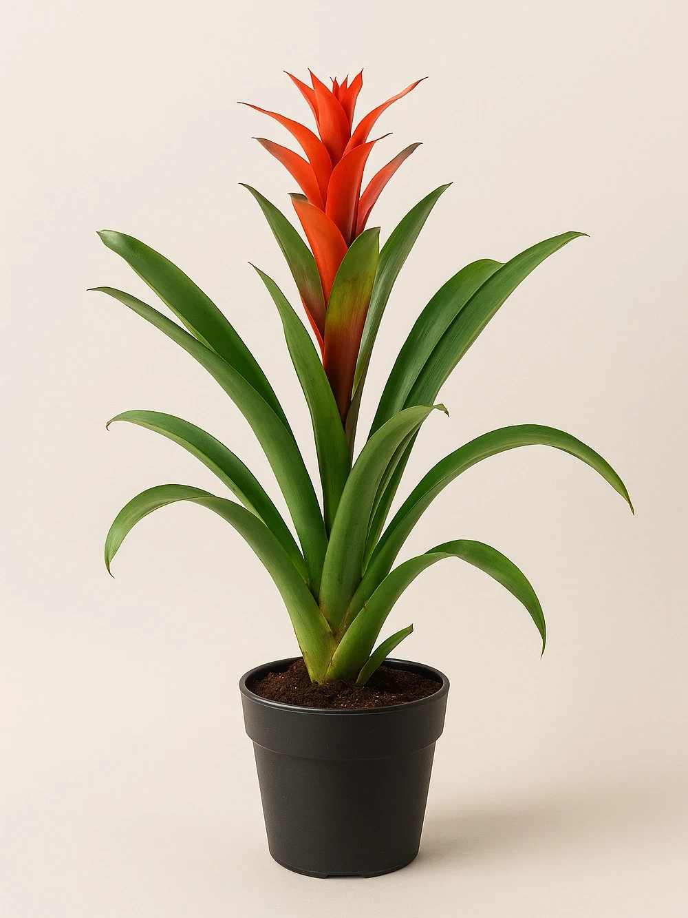 Saksıda Guzmania Kırmızı Flame